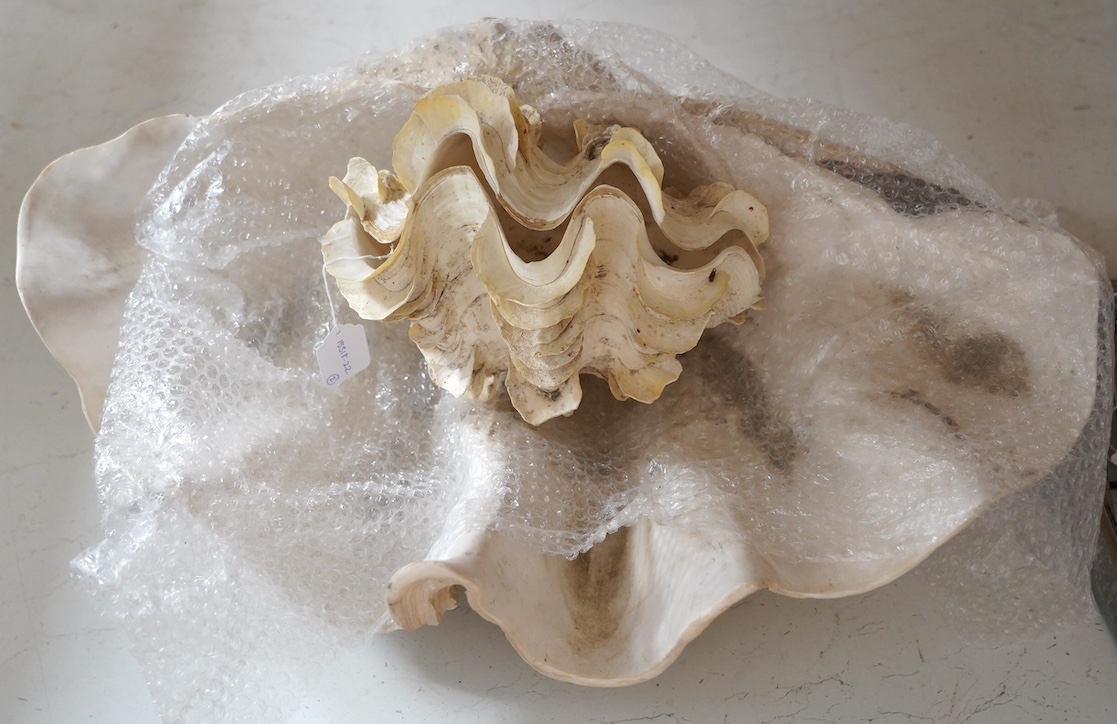 A complete giant clam shell, approximately 30cm wide, and a large decorative composite resin clam shell, approximately 70cm wide. Condition - good